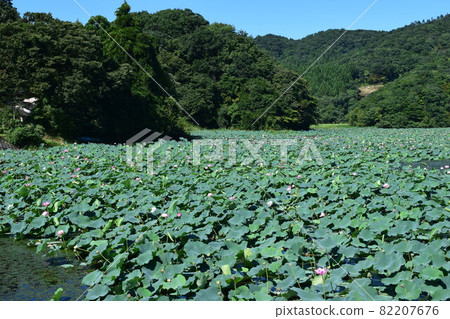 Has swamp lotus field lotus flower 82207676