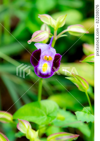 Purple summer iris blooming in the field Purple summer iris blooming in the field 82208076