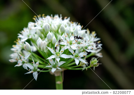 Nira flowers that bloom white by collecting star-shaped flowers in a hemispherical shape Nira flowers that bloom white by collecting star-shaped flowers in a hemispherical shape 82208077