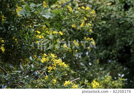 小黃色番瀉葉花 82208178