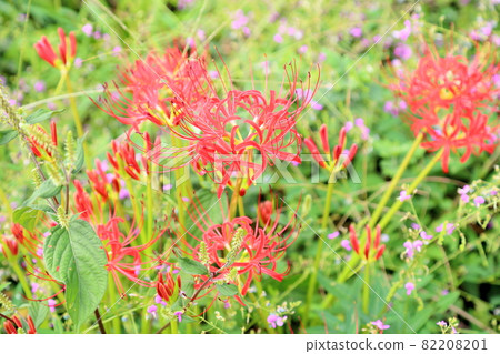 Higa bana花 Higa bana花 82208201