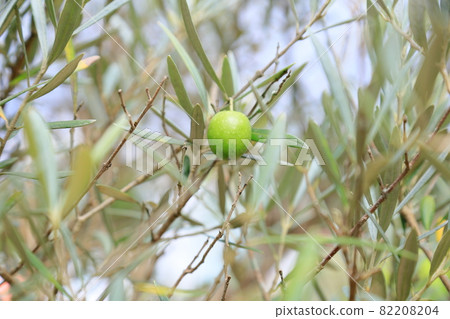 Olive fruit Olive fruit 82208204
