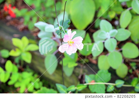 Shuigayuki flower Shuigayuki flower 82208205