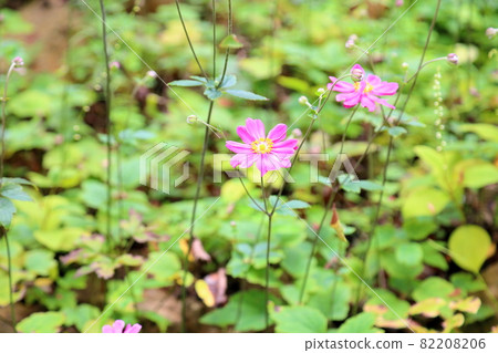 Shuigayuki flower Shuigayuki flower 82208206