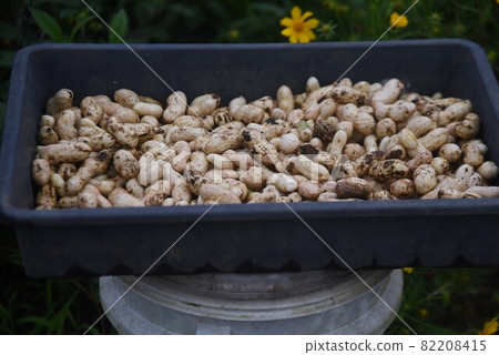 Peanut cultivation 82208415