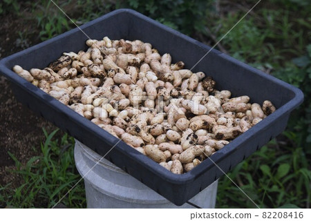 Peanut cultivation 82208416