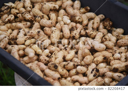 Peanut cultivation 82208417