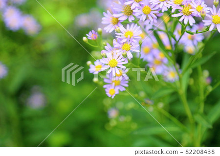 Zion flower 82208438