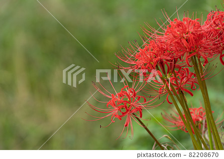 Cluster amaryllis blooming in the autumn field 82208670