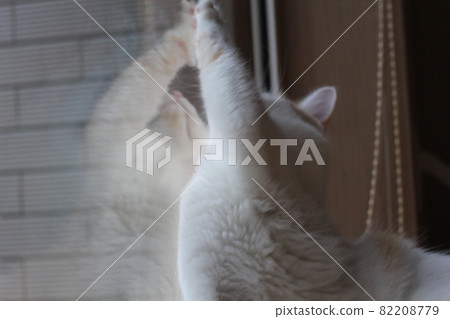 緬因浣熊土豆 82208779