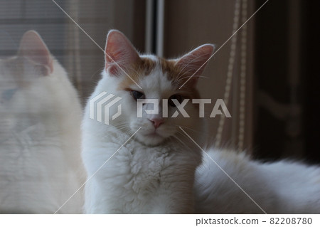 緬因浣熊土豆 82208780