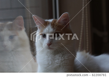 緬因浣熊土豆 82208781