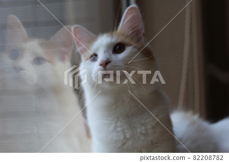 緬因浣熊土豆 82208782