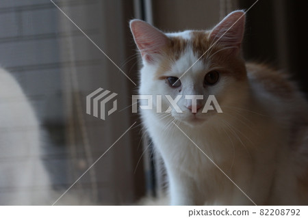 Maine Coon potatoes 82208792