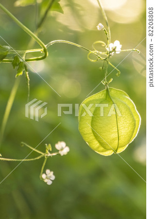 Balloon vine, fresh green, eco-image Balloon vine, fresh green, eco-image 82208808