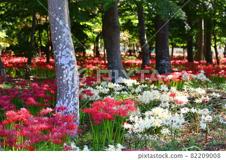 千葉縣松戶市Sokouin的灌木叢中盛開的紅色和白色簇狀孤挺花景觀 82209008