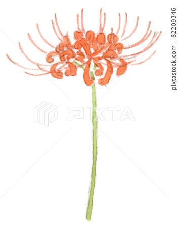 Watercolor illustration of cluster amaryllis Watercolor illustration of cluster amaryllis 82209346
