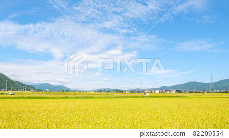 秋天稻田 秋天稻田 82209554