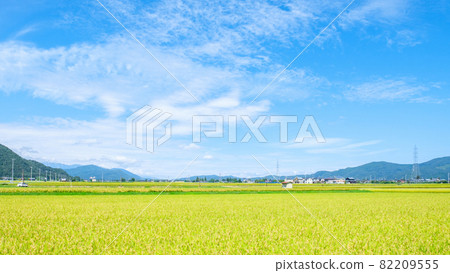 秋天稻田 秋天稻田 82209555