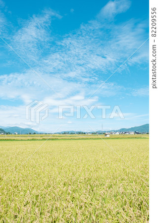 秋天稻田 秋天稻田 82209556