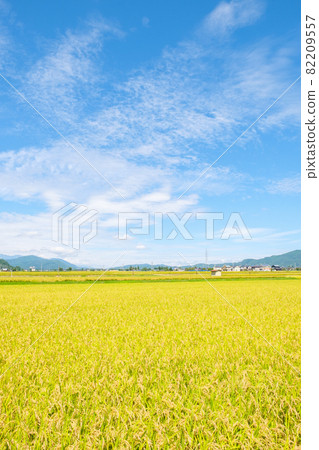 秋天稻田 秋天稻田 82209557