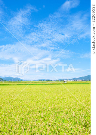 秋天稻田 秋天稻田 82209558
