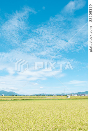 秋天稻田 82209559