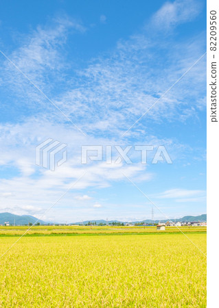 秋天稻田 秋天稻田 82209560