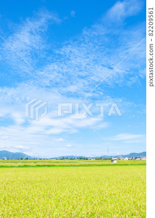 秋天稻田 秋天稻田 82209561
