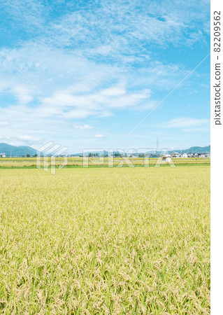 秋天稻田 秋天稻田 82209562