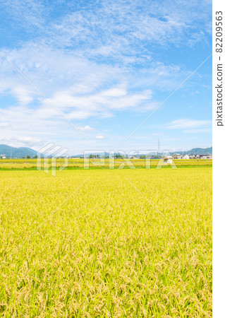 秋天稻田 82209563
