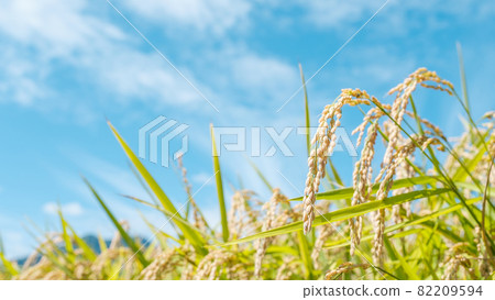 Autumn rice 82209594