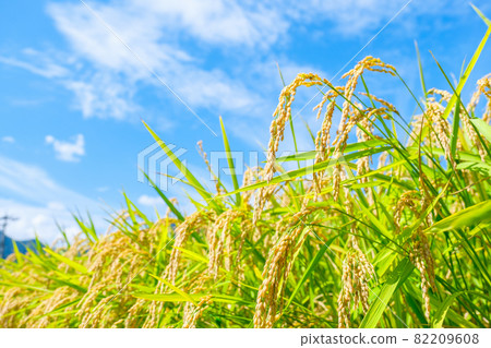 Autumn rice 82209608