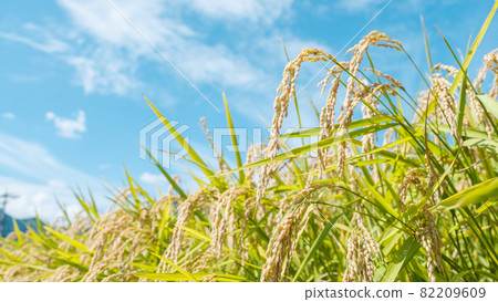 Autumn rice 82209609