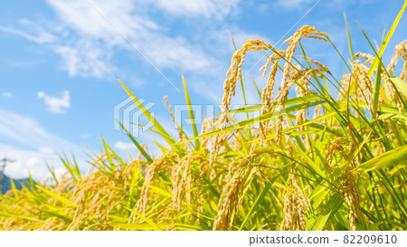 Autumn rice 82209610