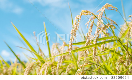Autumn rice Autumn rice 82209634