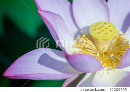 花瓣飄落的蓮花 花瓣飄落的蓮花 82209705