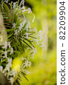 Vanda falcata with front bokeh 82209904