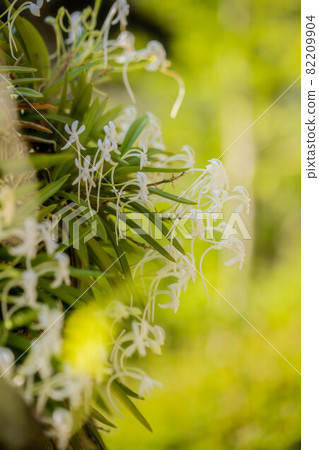 Vanda falcata with front bokeh 82209904