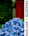 Blue hydrangea in full bloom in the temple 82209942