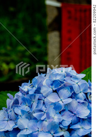 Blue hydrangea in full bloom in the temple 82209942