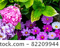 Cosmos flowers and hydrangeas floating on the water 82209944