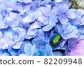 Up of blue hydrangea with canabun 82209948