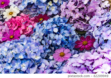 Cosmos and hydrangea floating on the water 82209949