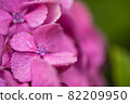 Up of pink Hydrangea 82209950