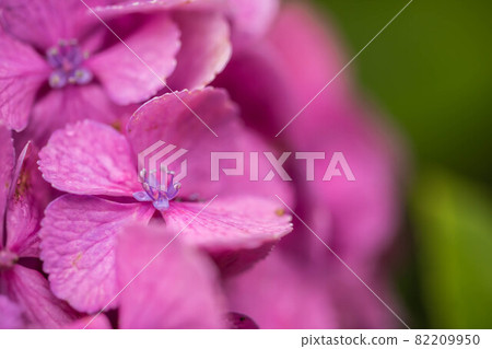 Up of pink Hydrangea 82209950