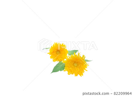 Sunflower summer memories Van Gogh sunflower non-pollen high-branch sunflower Sunflower summer memories Van Gogh sunflower non-pollen high-branch sunflower 82209964
