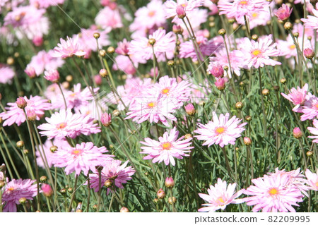 Trailing Ice Plant in Sao Paulo Brazil Trailing Ice Plant in Sao Paulo Brazil 82209995