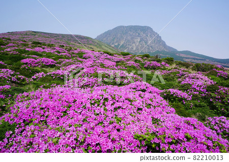 漢拏山白玉蘭杜鵑花 漢拏山白玉蘭杜鵑花 82210013