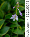 Up of hosta flowers blooming on a green background 82210043